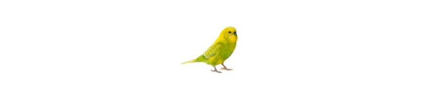 Pájaros