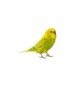 Pájaros