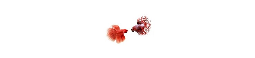Peces